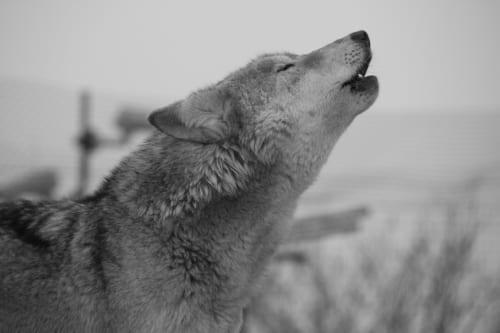 男はオオカミって本当 男がオオカミになる瞬間とオオカミ実感エピソード Menjoy