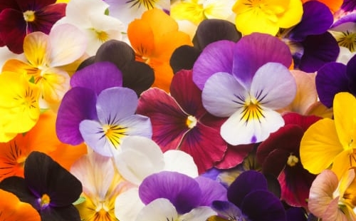 ビオラの花言葉は 有名な花や愛を伝えるのにぴったりな花の花言葉 Menjoy